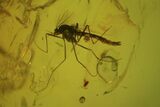 Detailed Fossil Fly Swarm (Diptera) In Baltic Amber #69275-1